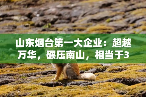 山东烟台第一大企业：超越万华，碾压南山，相当于3个恒邦4个道恩