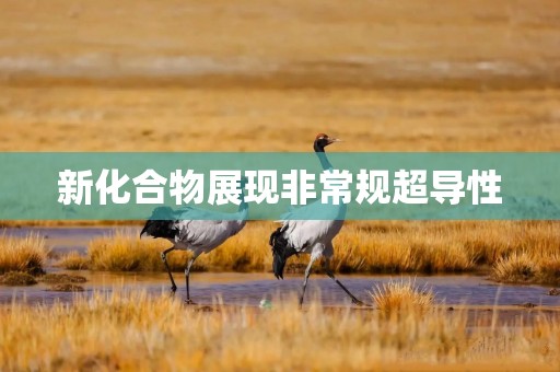 新化合物展现非常规超导性
