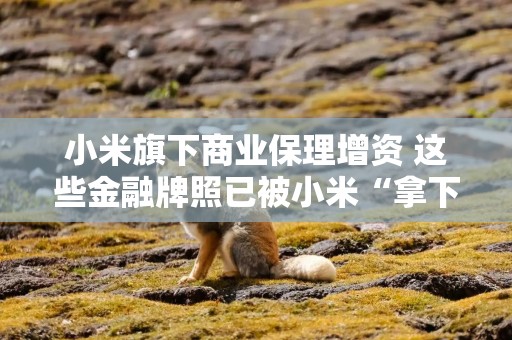 小米旗下商业保理增资 这些金融牌照已被小米“拿下”