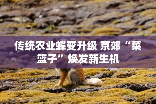 传统农业蝶变升级 京郊“菜篮子”焕发新生机