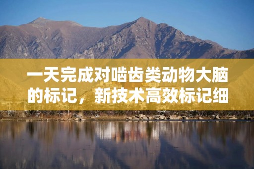 一天完成对啮齿类动物大脑的标记，新技术高效标记细胞蛋白质