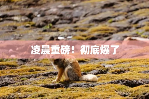 凌晨重磅！彻底爆了