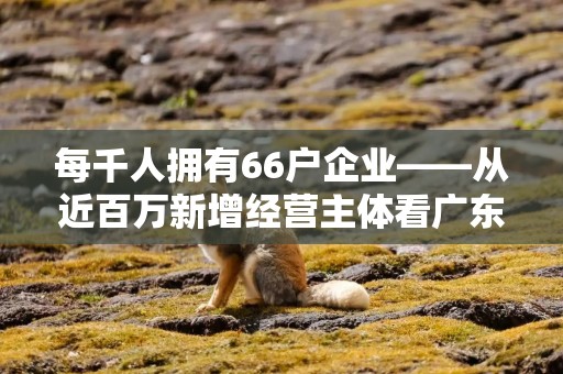 每千人拥有66户企业——从近百万新增经营主体看广东经济稳与进