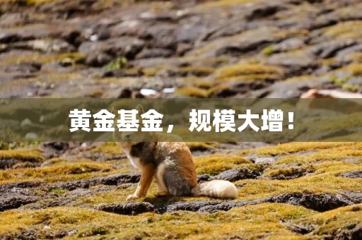 黄金基金，规模大增！