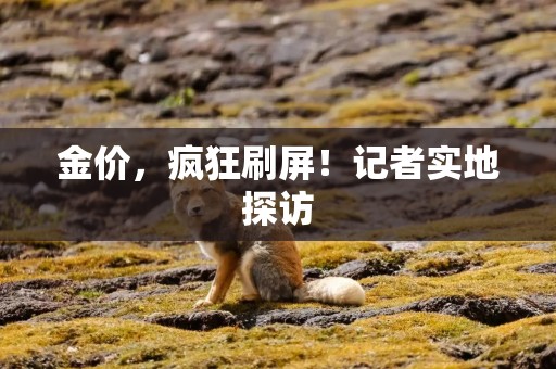 金价，疯狂刷屏！记者实地探访