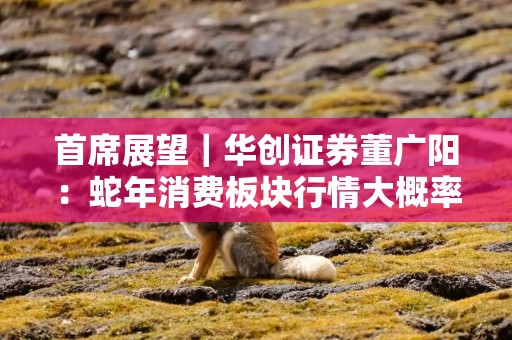 首席展望｜华创证券董广阳：蛇年消费板块行情大概率好过去年