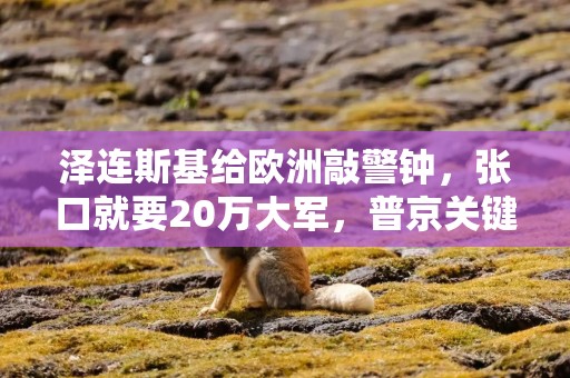 泽连斯基给欧洲敲警钟，张口就要20万大军，普京关键时刻暗度陈仓