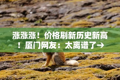 涨涨涨！价格刷新历史新高！厦门网友：太离谱了→