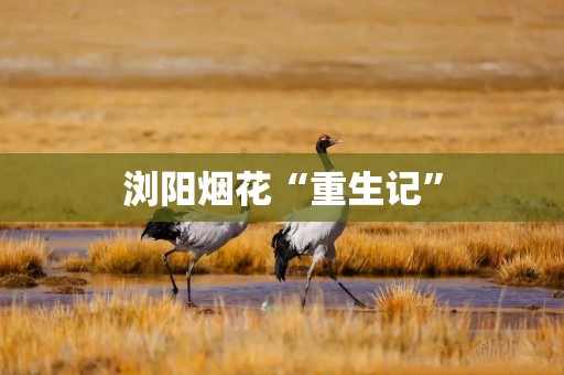 浏阳烟花“重生记”