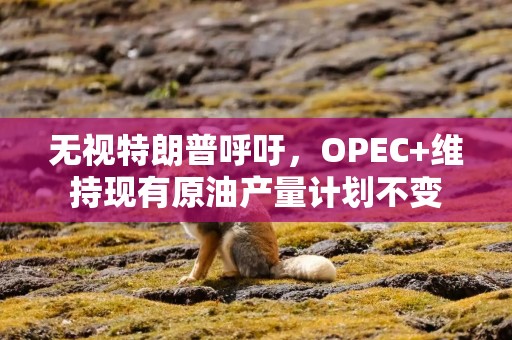 无视特朗普呼吁，OPEC+维持现有原油产量计划不变