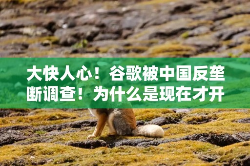大快人心！谷歌被中国反垄断调查！为什么是现在才开始？