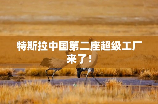 特斯拉中国第二座超级工厂来了！