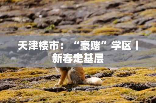 天津楼市：“豪赌”学区丨新春走基层