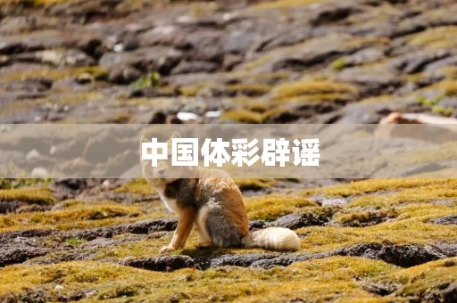 中国体彩辟谣