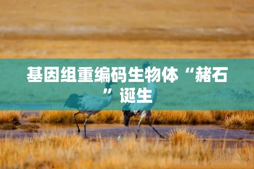 基因组重编码生物体“赭石”诞生