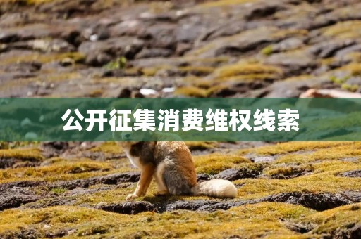 公开征集消费维权线索