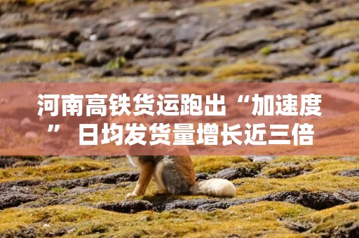 河南高铁货运跑出“加速度” 日均发货量增长近三倍