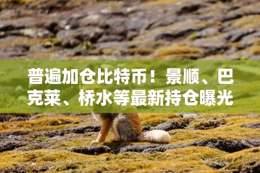 普遍加仓比特币！景顺、巴克莱、桥水等最新持仓曝光
