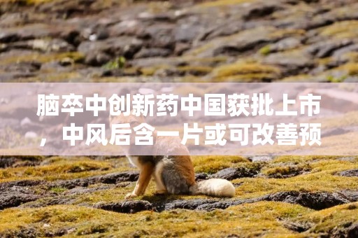 脑卒中创新药中国获批上市，中风后含一片或可改善预后