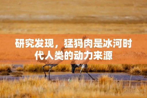研究发现，猛犸肉是冰河时代人类的动力来源