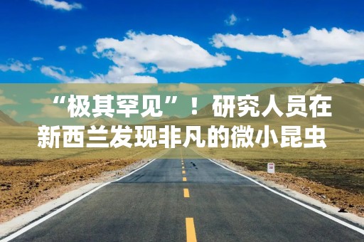 “极其罕见”！研究人员在新西兰发现非凡的微小昆虫化石