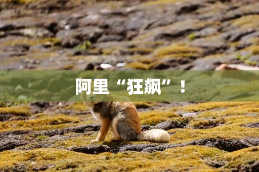 阿里“狂飙”！