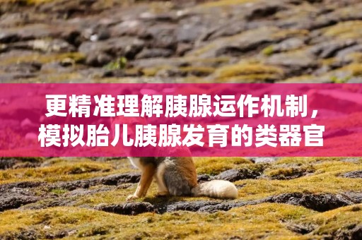 更精准理解胰腺运作机制，模拟胎儿胰腺发育的类器官创建
