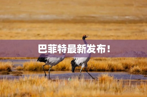 巴菲特最新发布！