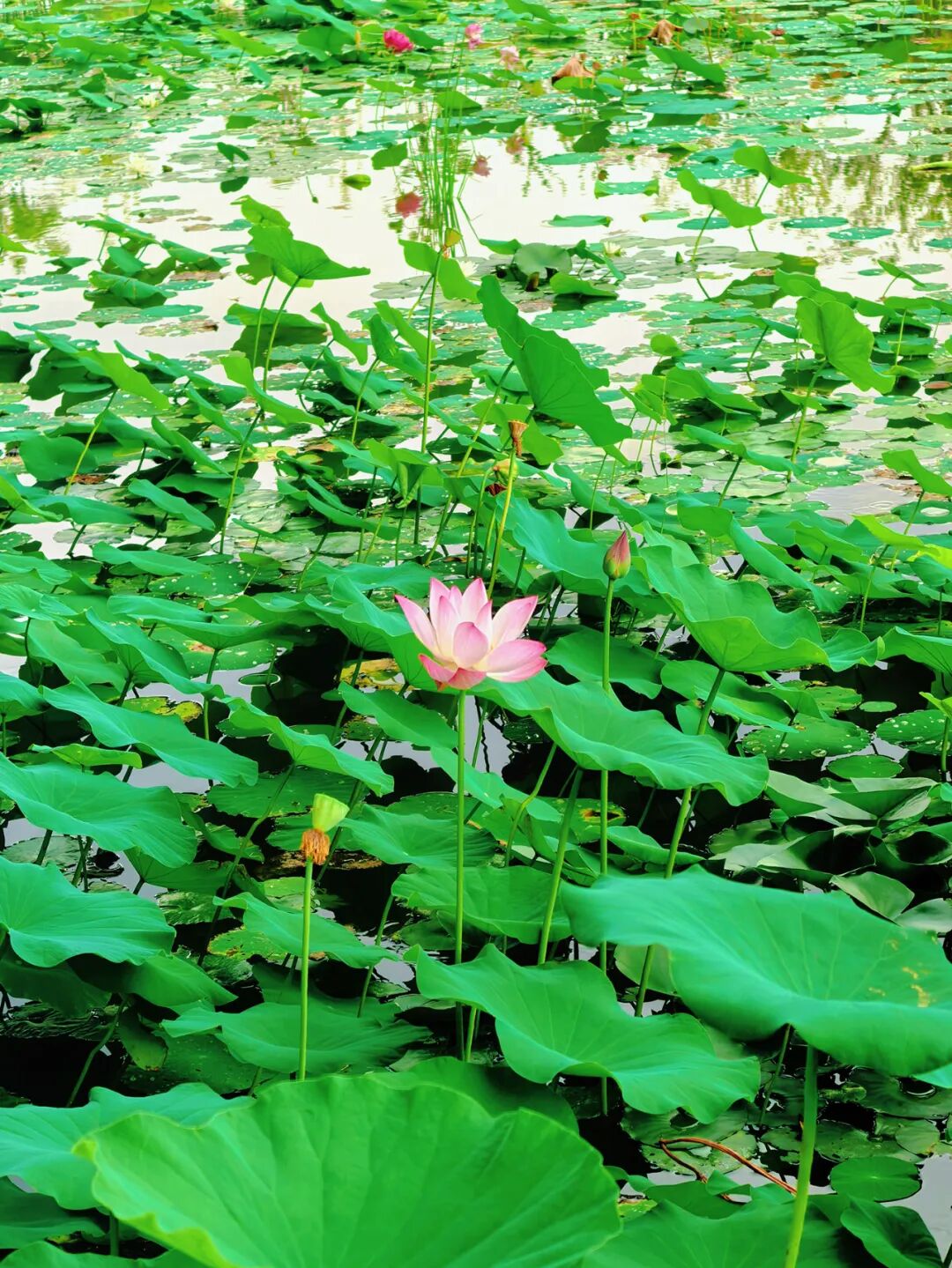 国庆打卡TOP中央公园，拍照遛娃两不误，班车出行更便捷