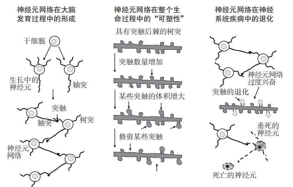 开年精力不足？越休息越累？可能是脑中缺乏这种物质