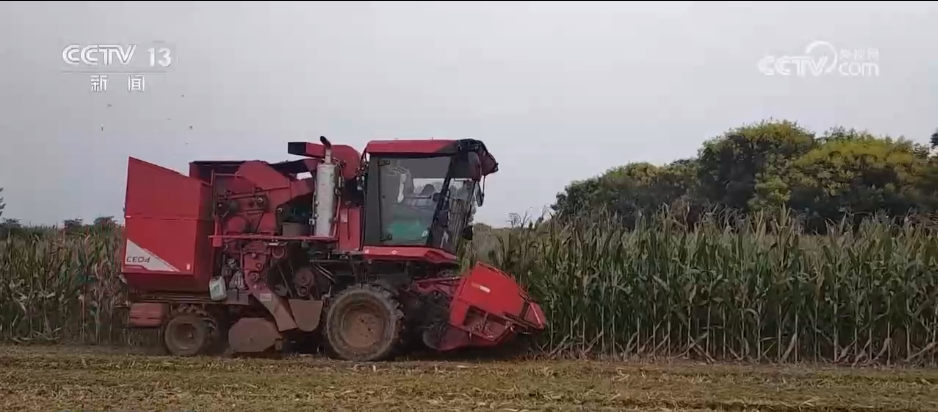 阴雨天气带来严峻考验，各地如何打好秋粮“保卫战”？