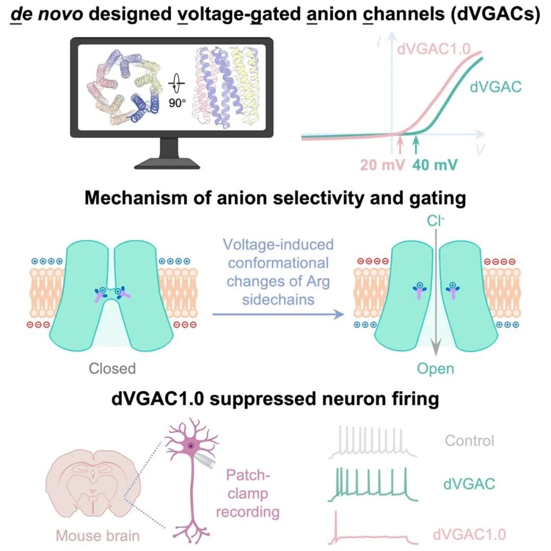 两项世界首次：我国科学家从零设计“人工神经开关”