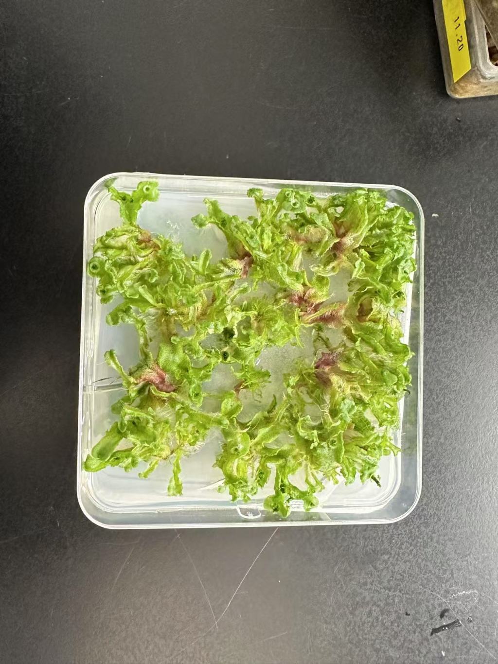 离让更多植物自建“化肥厂”又近了一步？植物精准辨“敌友”的秘密初解