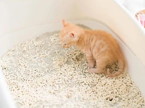 “留守猫咪”背后的大生意：内蒙小县，供应全球20%的猫砂