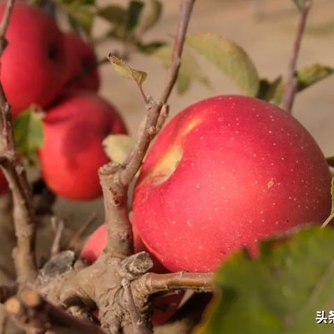 潍坊市微店放心花套出来公司,潍坊市微店放心花套出来公司，打造花卉电商的诚信品牌