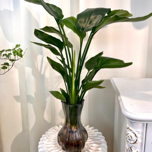 天堂鸟,造成电子阳痿的罪魁祸首